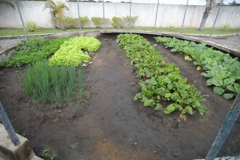 Capacitação em São João da Barra abre inscrições para curso gratuito de horticultura orgânica