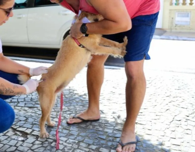 SJB: NCZ inicia vacinação de cães e gatos contra a raiva no sábado